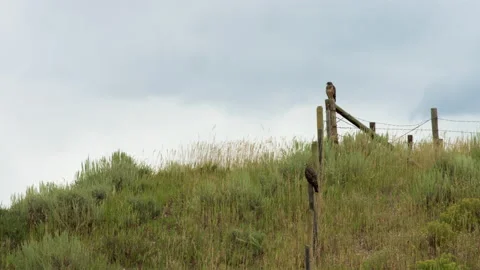 Two hawks sitting on fence posts in rural Colorado Stock Footage 133534142