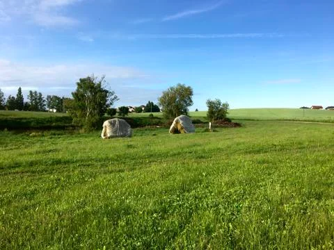 Two hay-drying racks with cut grass Stock Photos