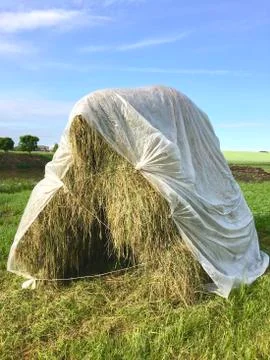 Two hay-drying racks with cut grass Stock Photos