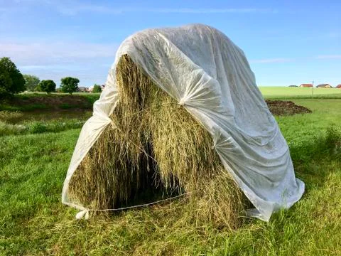 Two hay-drying racks with cut grass and draped with plastic Stock Photos