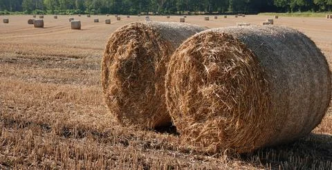 Two hay rolls on a field Stock Photos