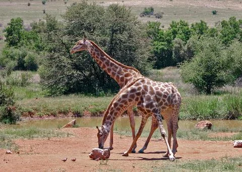 Two-headed Giraffe Stock Photos