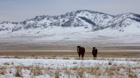 Two-headed red horses slowly wander through huge meadow among snow, winter Video stock 128979207