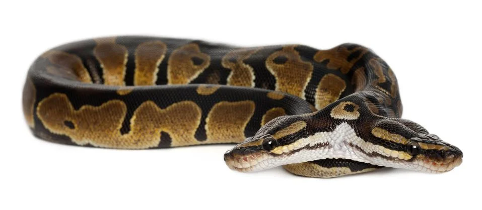 Two headed Royal Python or Ball Python, Python Regius, 1 year old, in front of w Stock-Fotos
