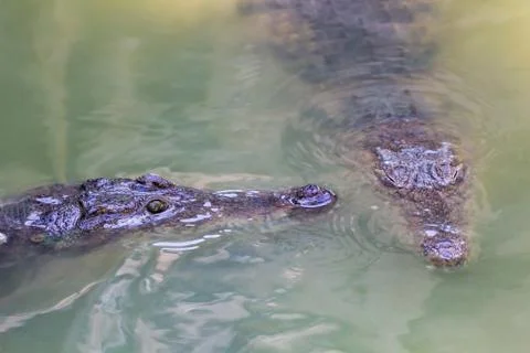 Two heads of alligators close-up Stock Photos