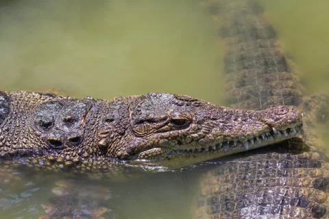 Two heads of alligators close-up Stock Photos