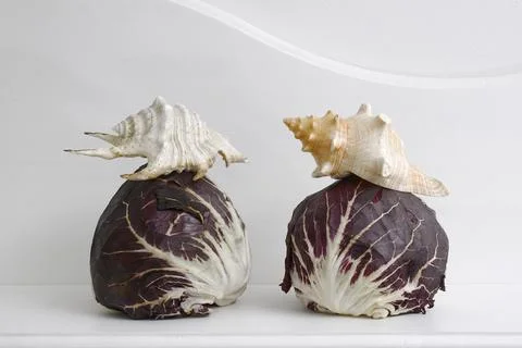 Two heads of cabbage and shells Foto stock