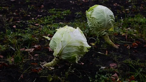 Two heads of cabbage Stock Footage 116434505