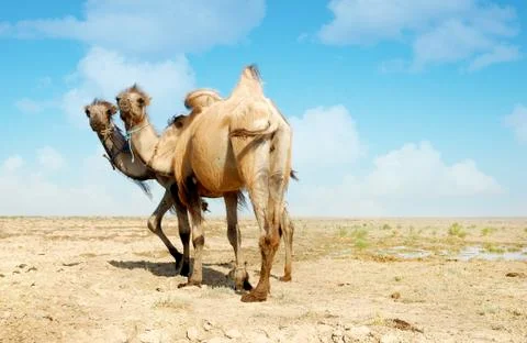 Two heads camel Stock Photos