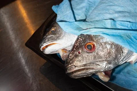 Two heads of fresh fish covered with a blue towel to maintain moisture Stock Photos