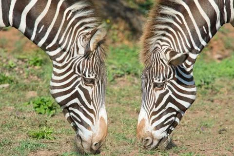Two heads of zebra.. Stock Photos