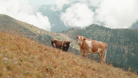 Two healthy wild brown cows grazing on field in picturesque mountains valley. Stock Footage 293081558