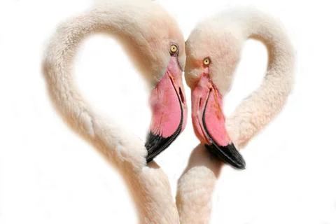 Two heart-shaped flamingos with a white background Stock Photos