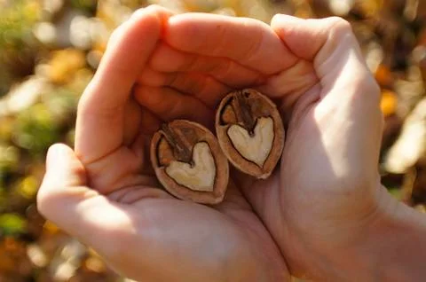 Two hearts Stock Photos