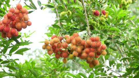 Two Heavy Clusters of Ripe Red Rambutans on Tree Stock-Footage 336320868