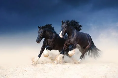 Two heavy-duty black beautiful horse galloping Stock Photos