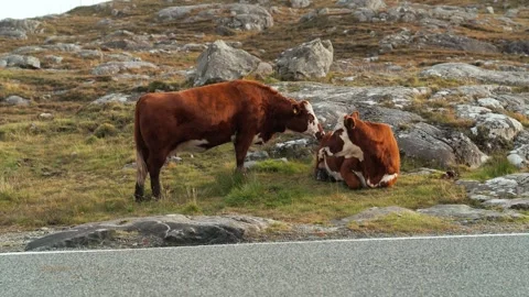 Two Hebridean Hereford cows Stock Footage 332155801