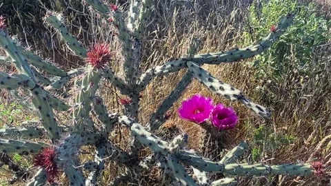 Two Hedgehog Cactus flowers behind a Staghorn cactus Stock Footage 213911958