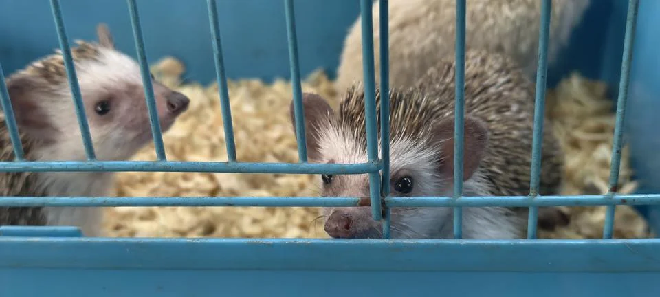 Two hedgehogs inside a blue cage Stock Photos