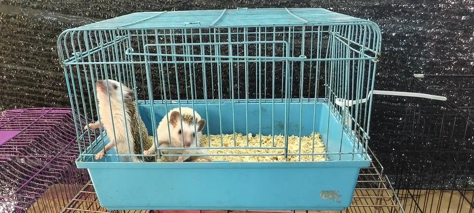 Two hedgehogs inside a blue wire cage Foto stock