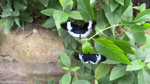 Two Heliconius Cydno Alithea or Postman Butterflies Stock Footage 284450966