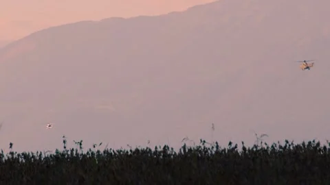Two helicopters flying away behind green corn field Stock Footage 168403440