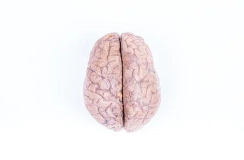 Two hemisphere of a real human brain isolated on white Stock Photos