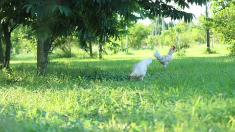 Two hen chicken eating, farm animals Stock Footage 143314080