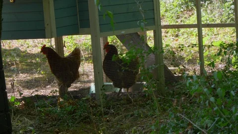 Two Hen walking around in the chicken coop, at the yard. Stock Footage 115094839