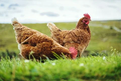Two Henns in the grass with hills on the background Stock Photos