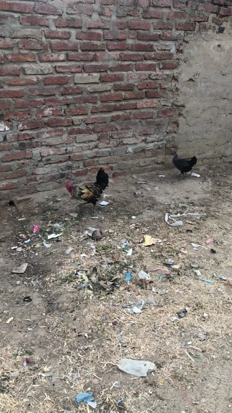 Two hens and a rooster looking for food Stock Footage 220843464