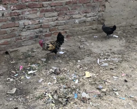 Two hens and a rooster looking for food Stock Footage 220934344