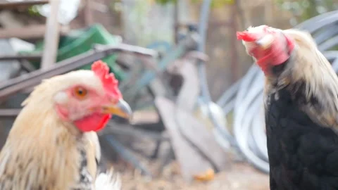 Two hens are looking at each other. Colorful rural courtyard. Close-up. Slow Stock Footage 126049658