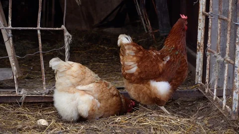 Two hens are looking for worms near a hen-house. Stock Footage 113885347