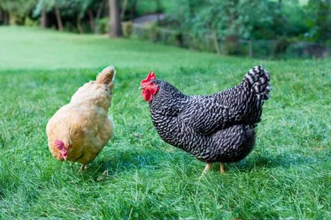 Two hens on a backyard farm Stock Photos