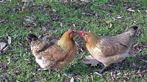 Two hens face to face whispering Stock Footage 113708087