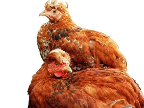 Two hens isolated on white background Фото