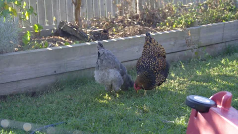Two hens, one black and gold and one grey, peck in the green grass of a Stock Footage 341492439