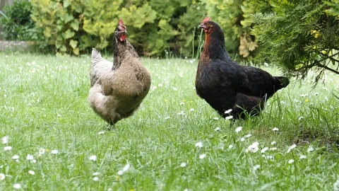 Two hens standing Stock Footage 90773563