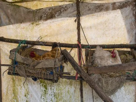 Two hens on very rustic nests hanging from a wooden pole, captured in a farm  Foto stock