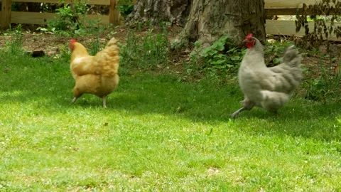 Two hens walking in the yard Stock Footage 131469778