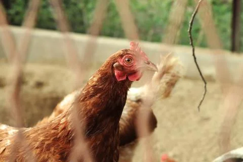 A two hens in your playground looking on me Stock Photos