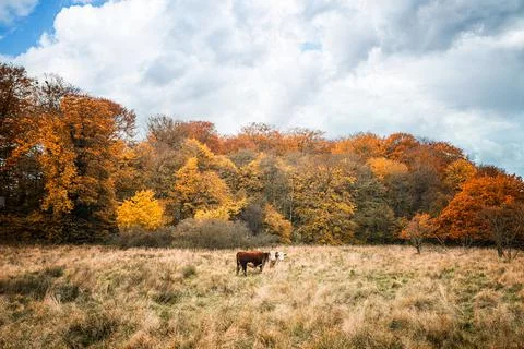 Two Hereford cows on a meadow in the fall Stock Photos