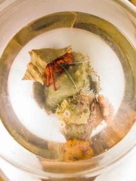 Two hermit crabs Stock Photos