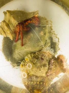 Two hermit crabs Stock Photos
