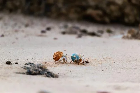 Two Hermit crabs put on their shells and walk across the beach sand. Stock Photos