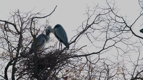 Two Heron birds  Stock Footage 269705068