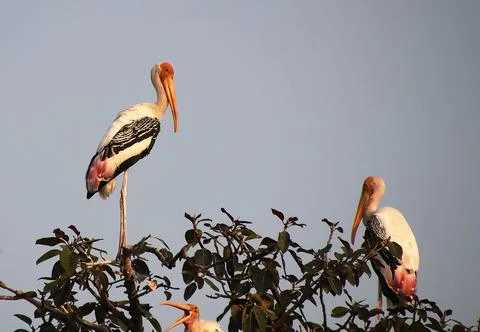 Two Heron sitting on a tree branch Foto stock