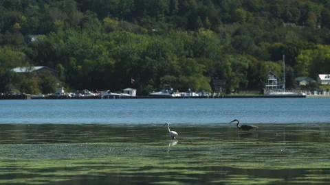 Two Herons dive for fish in a shallow lake Stock Footage 131099683