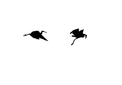 Two herons in flight Stock Illustration